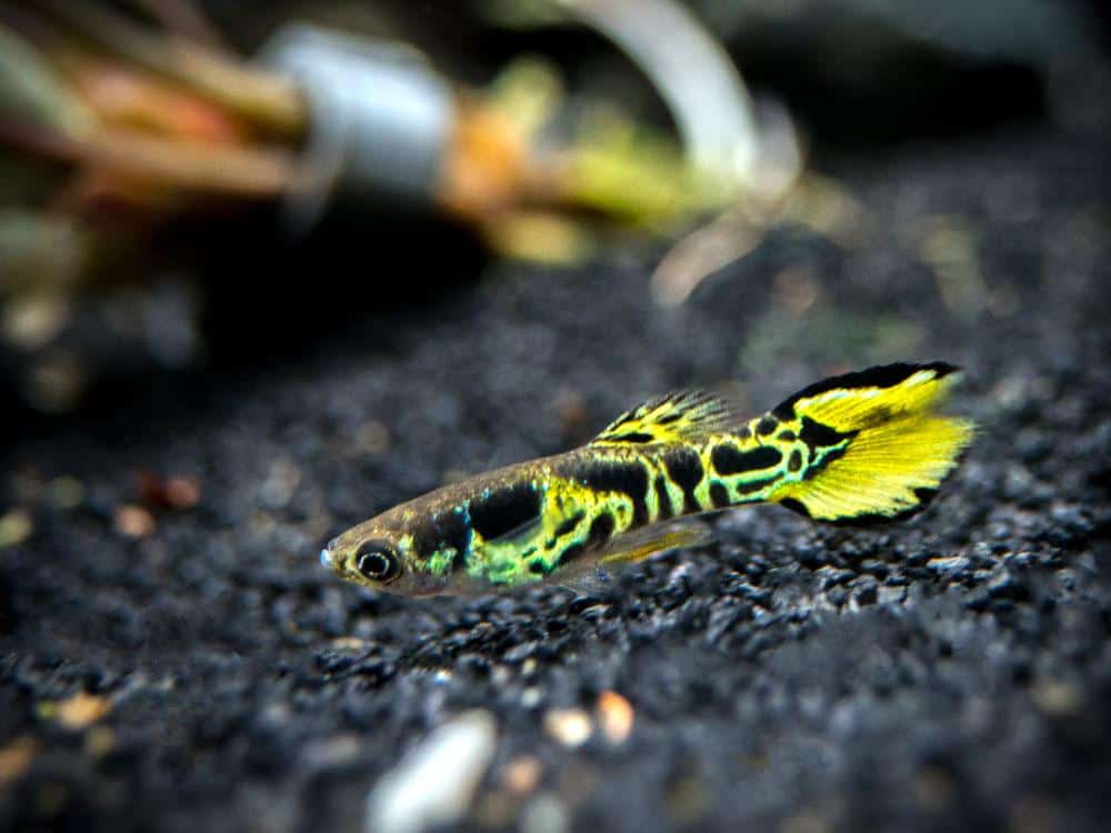 Dzeltenais Endler Guppy.