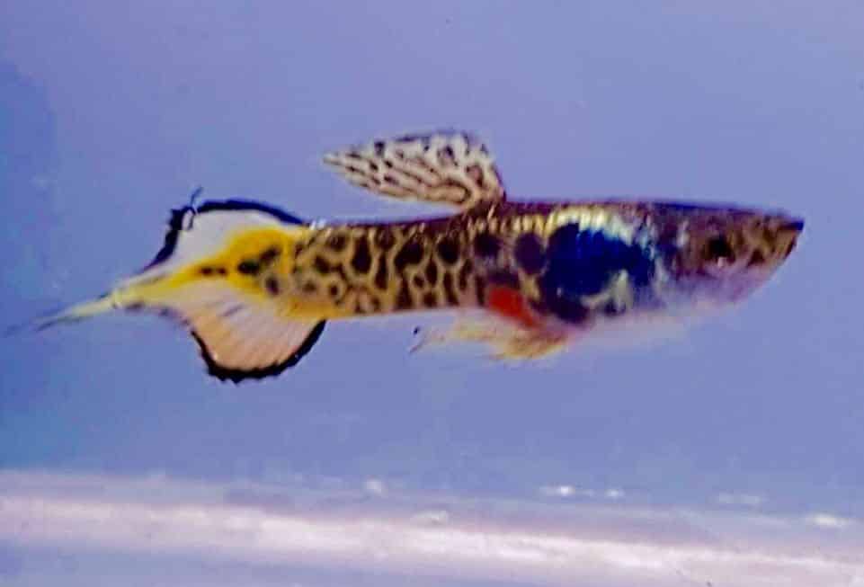Pin astes Guppy.