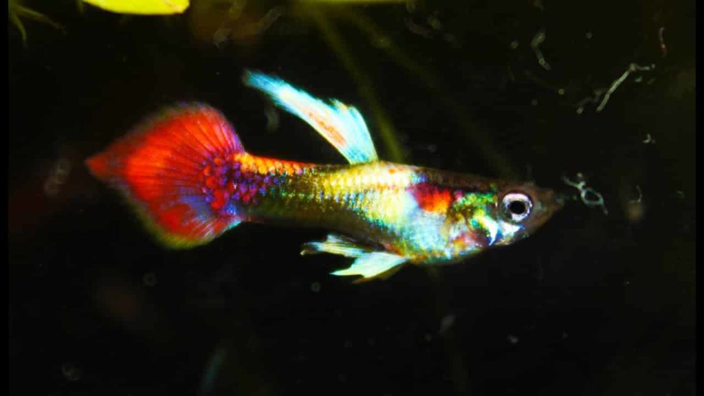Smokings Spear Tail Metallic Guppy