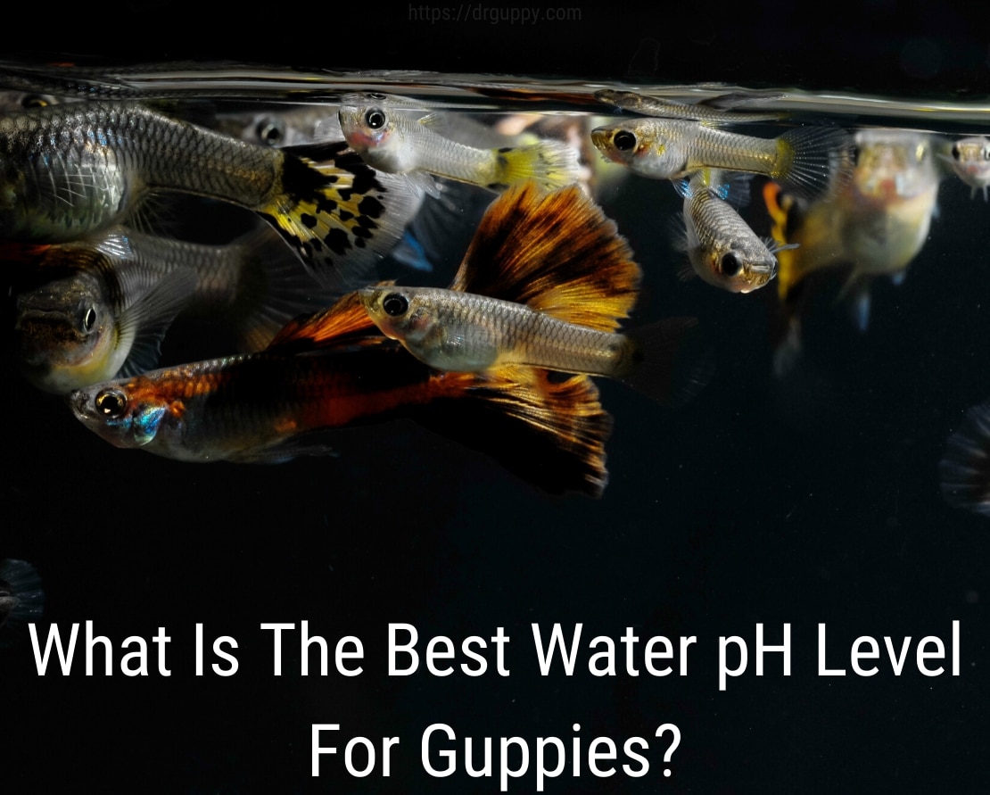 Guppy Fish ūdens PH līmenis - ideāls skaitlis