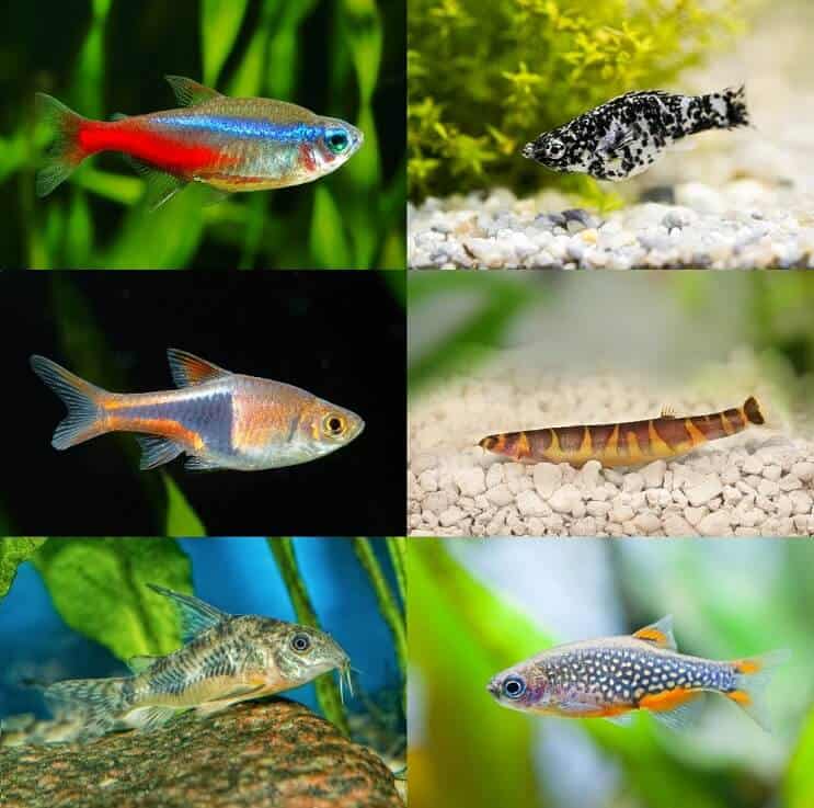 Labākie Betta tanku biedri