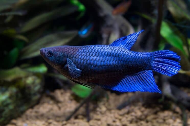 Sieviete Betta Fish