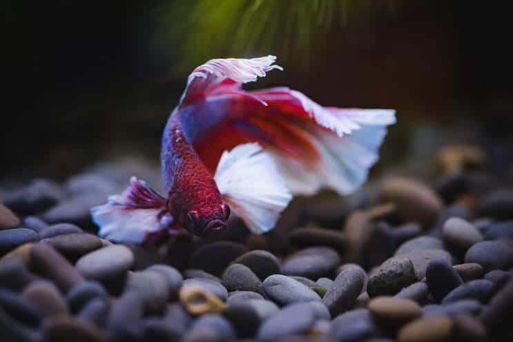 Betta zivju peldēšana