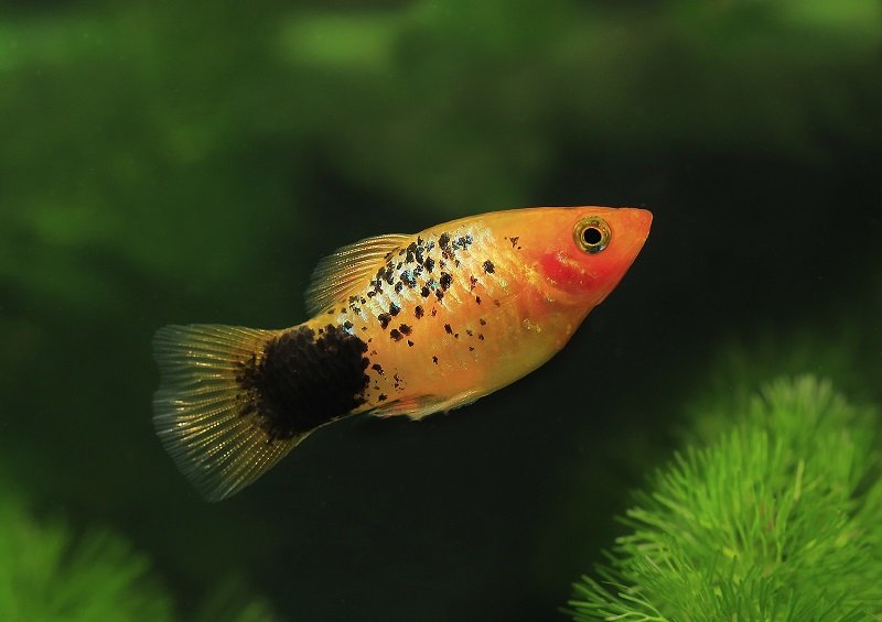 A-Guide-to-Fin-Rot-ārstēšana