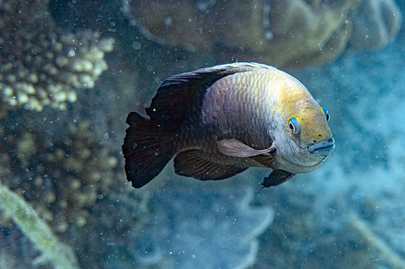A-Guide-to-Fin-Rot-ārstēšana