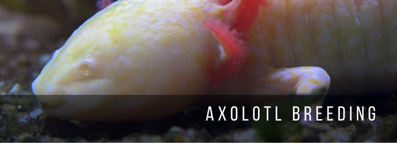 Axolotl selekcija