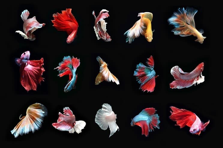 Betta zivju veidi