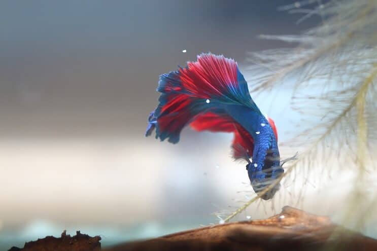 Betta vāc olas