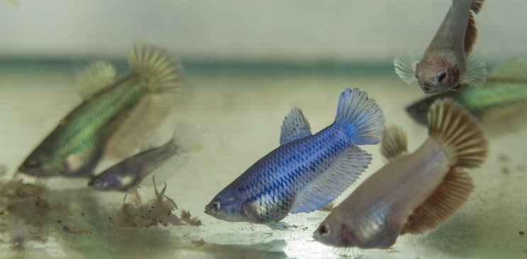 Barošana Betta Fry