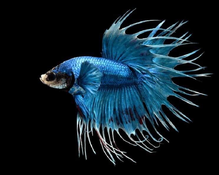 Crowntail Betta