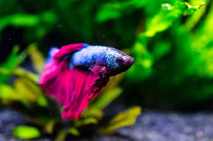 Betta Zivis