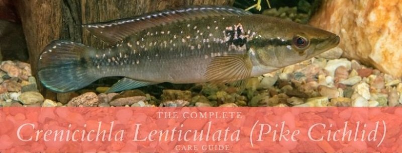 Pilnīga Crenicichla Lenticulata (Pike Cichlid) kopšanas rokasgrāmata