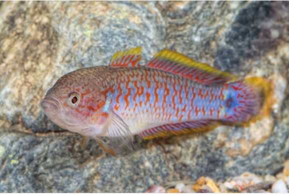 pāvu gudrinieks