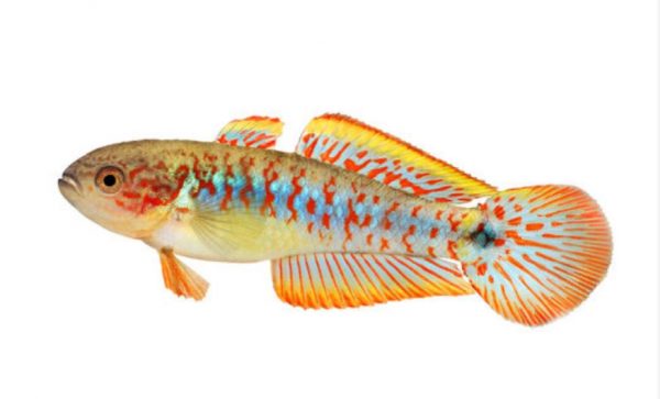 pāvu gudrinieks