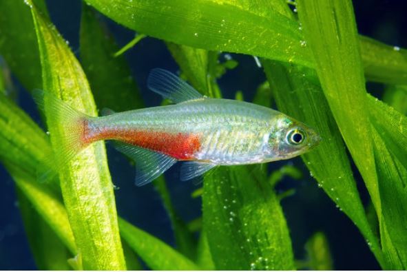 asiņainā tetra
