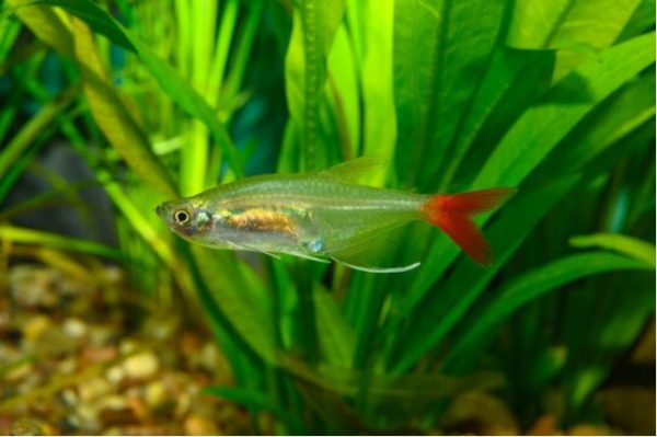 asiņainā tetra
