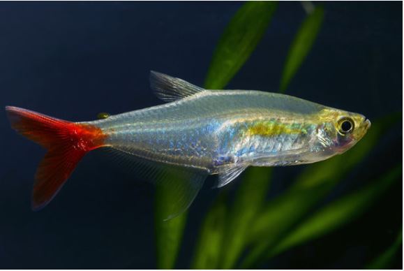 asiņainā tetra