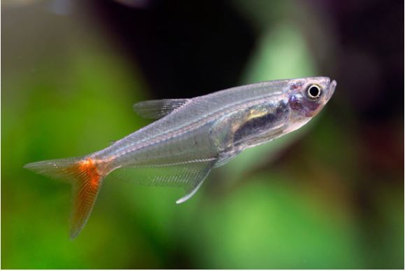 asiņainā tetra