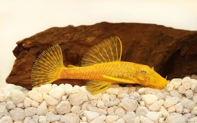 Zelta Ancistrus pleco sams Saru-deguna akvārija zivis
