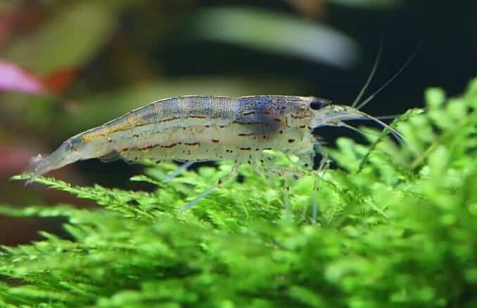 Amano garneles