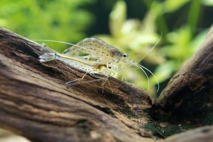 Amano garneles