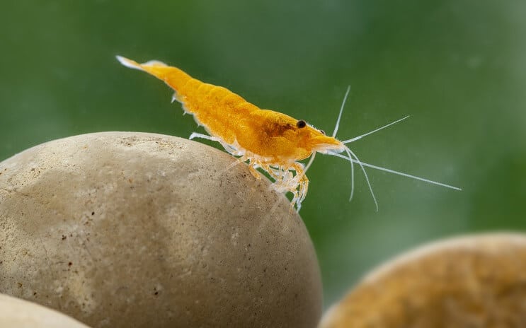 Neocaridina garneles