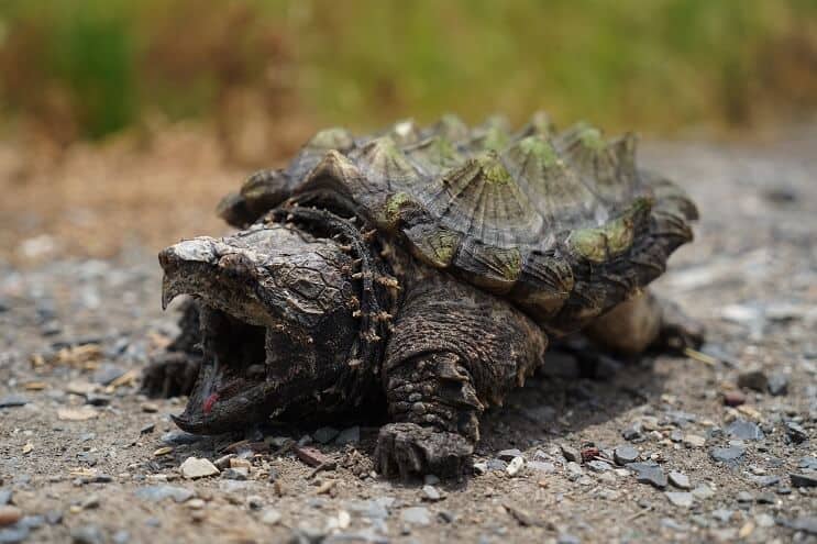Aligatora snapping bruņurupucis
