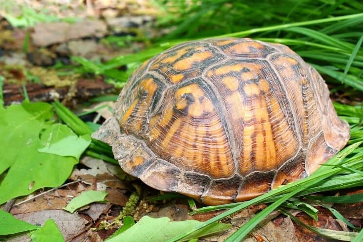 Austrumu kastes bruņurupuča slēpšana