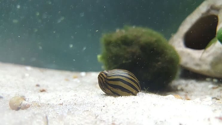 Zebra Nerite gliemezis tvertnē
