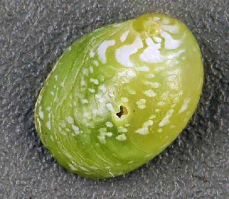Smaragda Nerite gliemezis