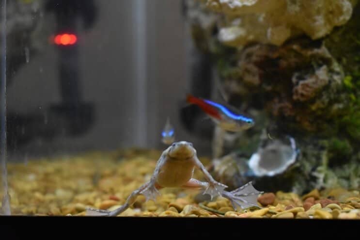 Āfrikas rūķu varde un Neona tetra