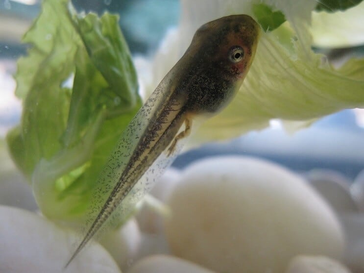 Tadpole akvārijā