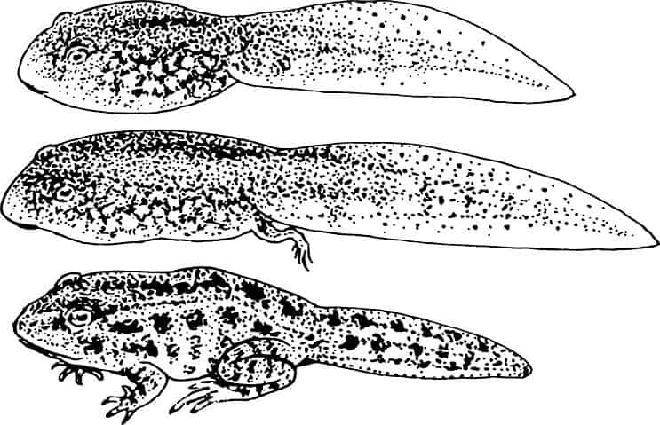 Tadpola attīstība