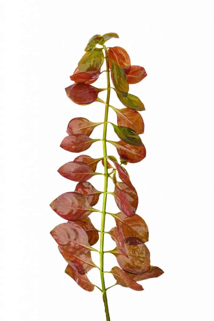 Ludvigija Repensa