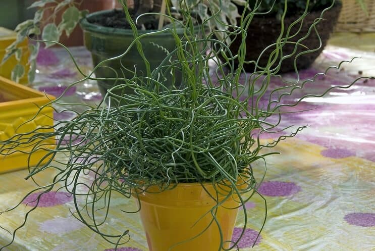 Korķa skrūve Rush