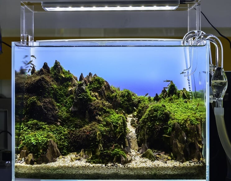 Aquascaped akvārijs