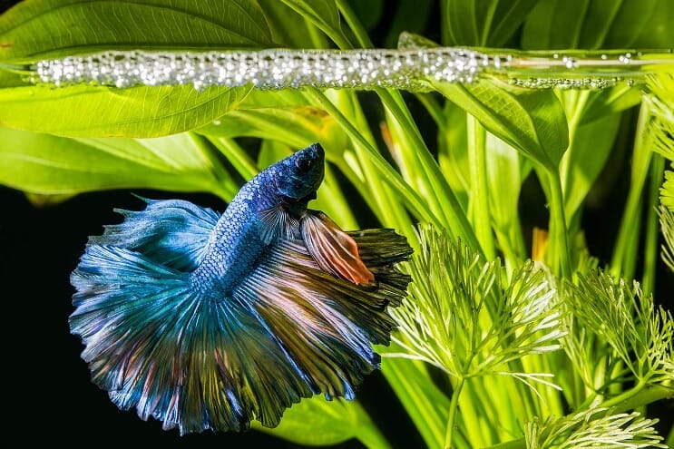 Betta Akvaskape
