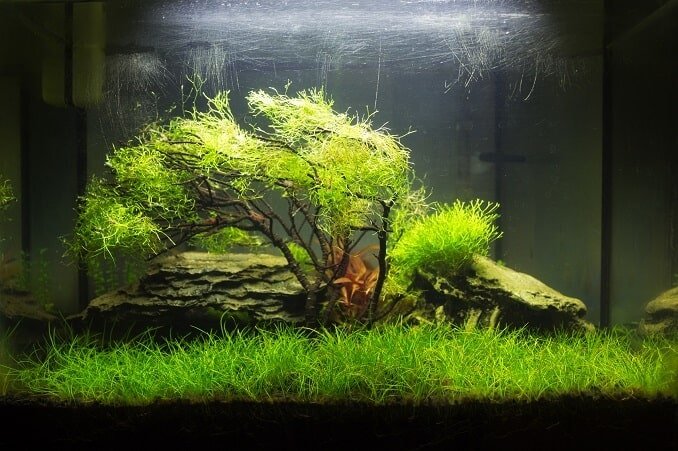 Aquascaped akvārijs
