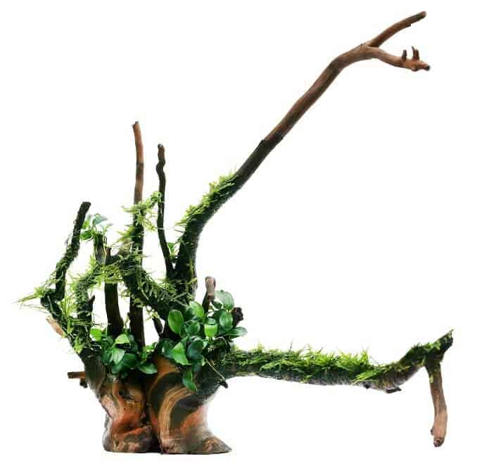 Java sūnas un Anubias uz koka
