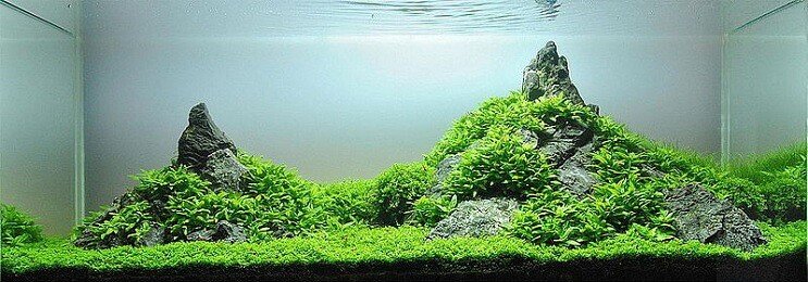 Staurogyne Repens izskats