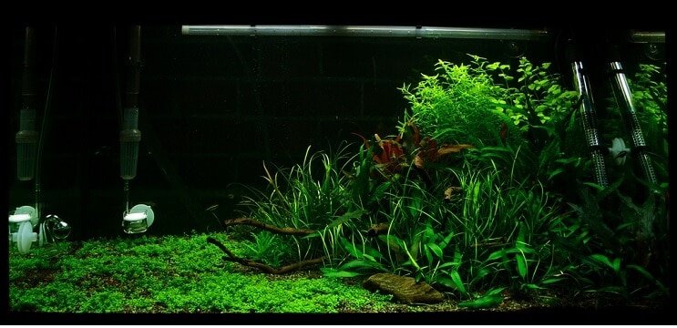 Tvertnes apstākļi Staurogyne repens