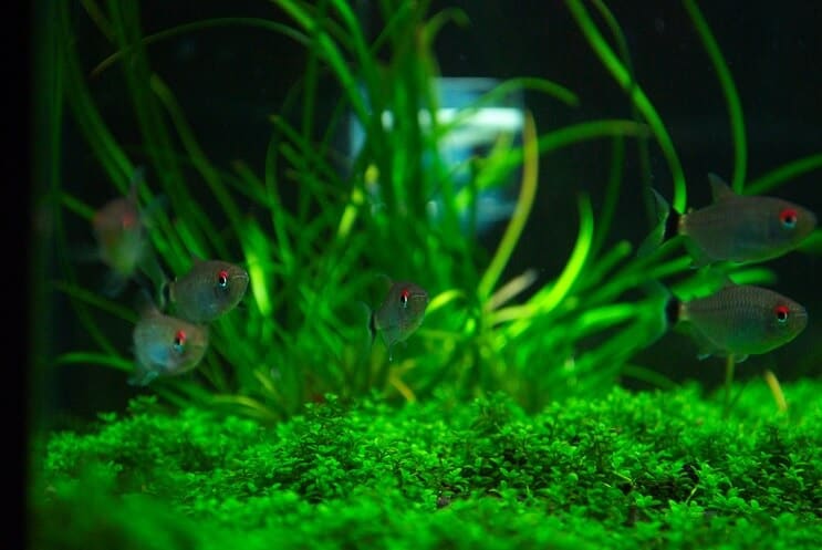 Tvertņu palīgi Staurogyne Repens