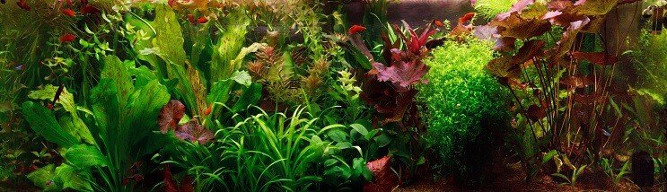 Holandiešu Aquascape
