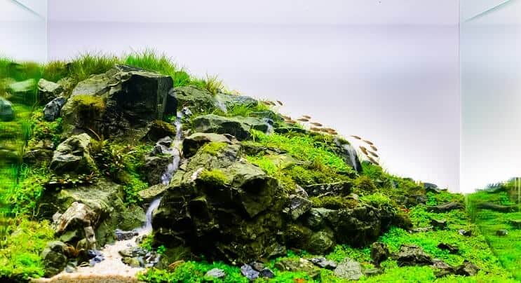 Dabisks Aquascape