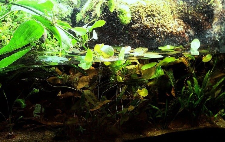Paludarium iestatīšana
