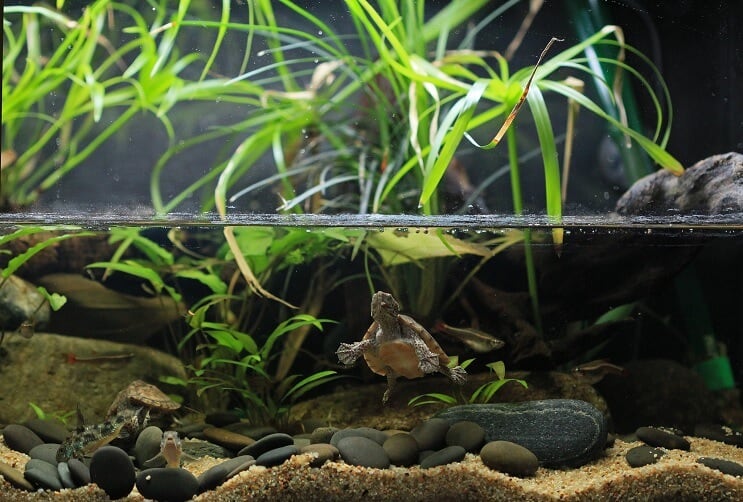 Paludarium uzturēšana