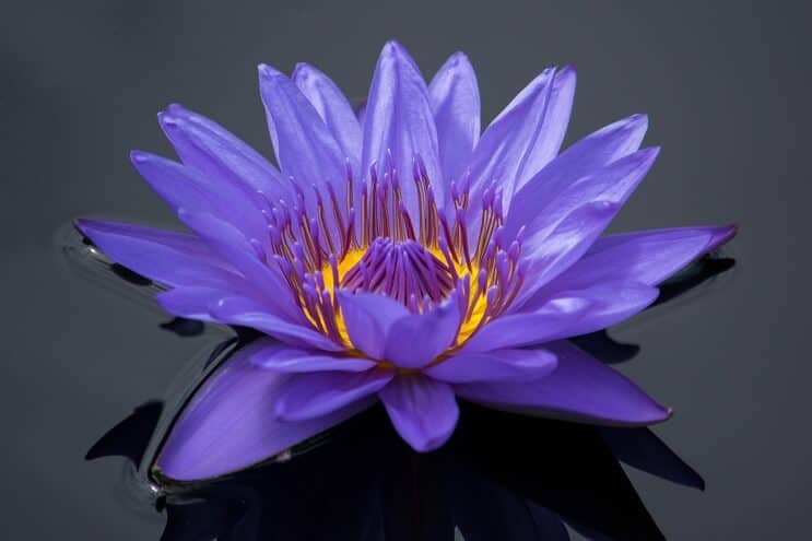 Purple Water Lily izskats