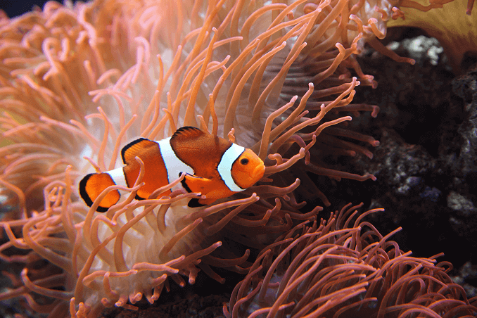 Ocellaris klaunu zivs