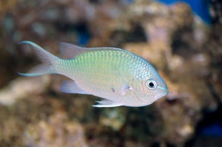 Zaļais Chromis
