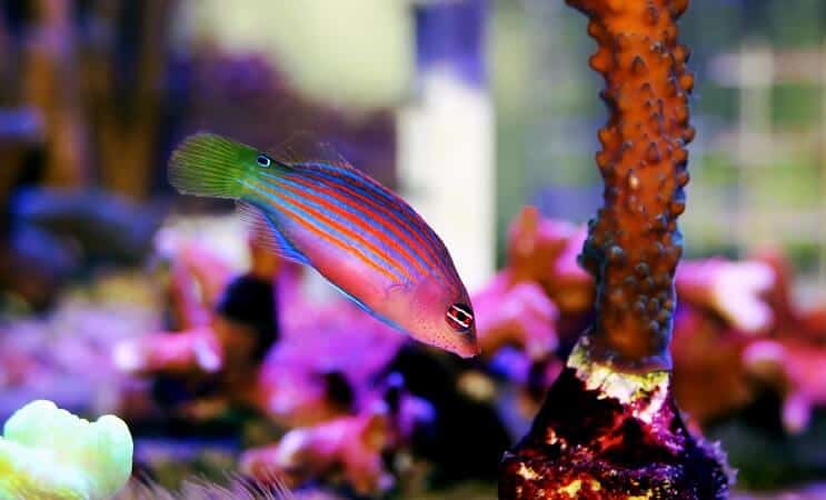 Sešu līniju Wrasse